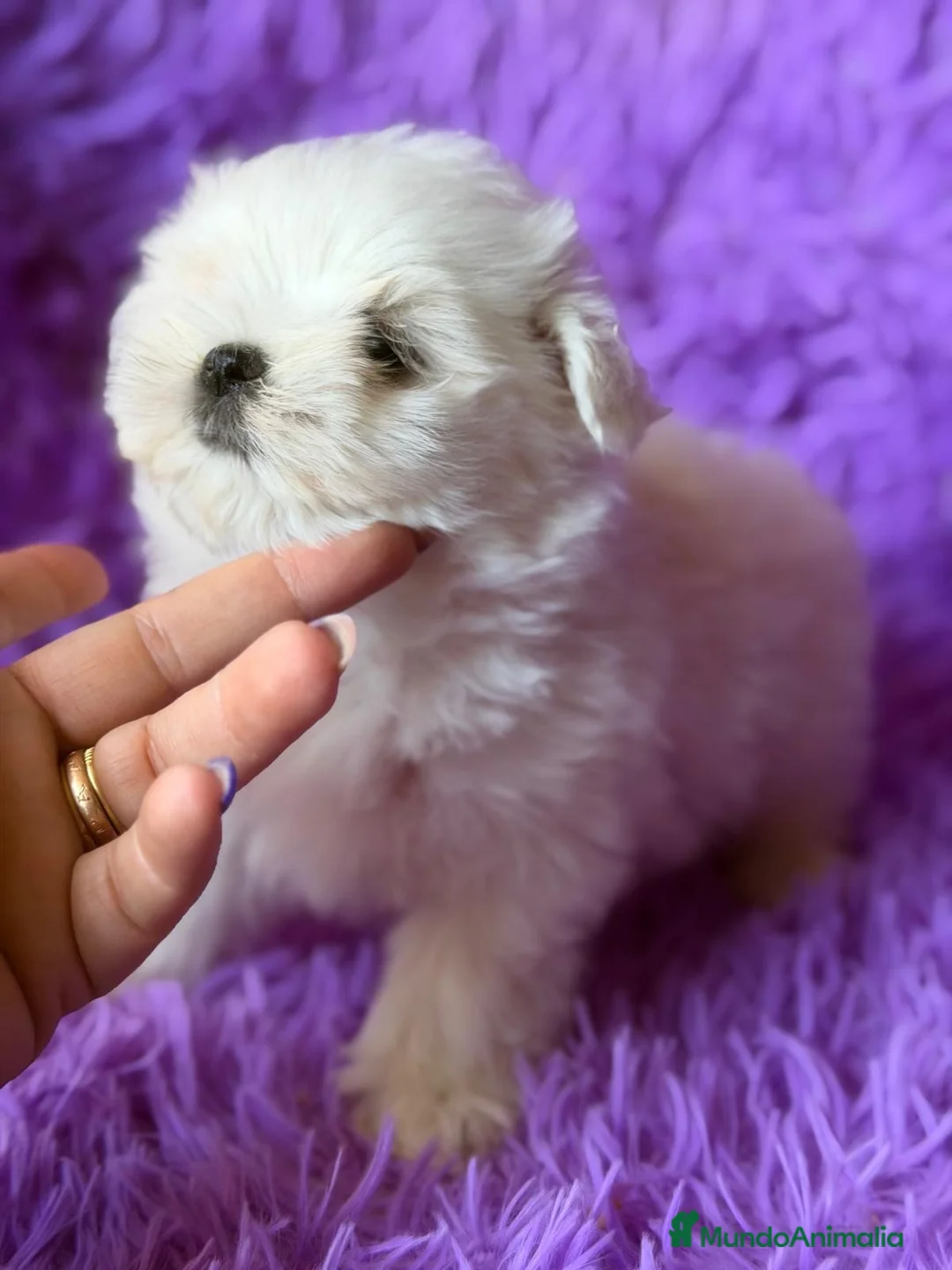 Bichón Maltés perros en venta: BICHÓN MALTES COREANO LOS MÁS PEQUEÑOS - Anuncio 9