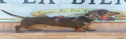 Teckel Miniatura perros para monta: Monta de Teckel Arlequín Chocolate  - Anuncio 2