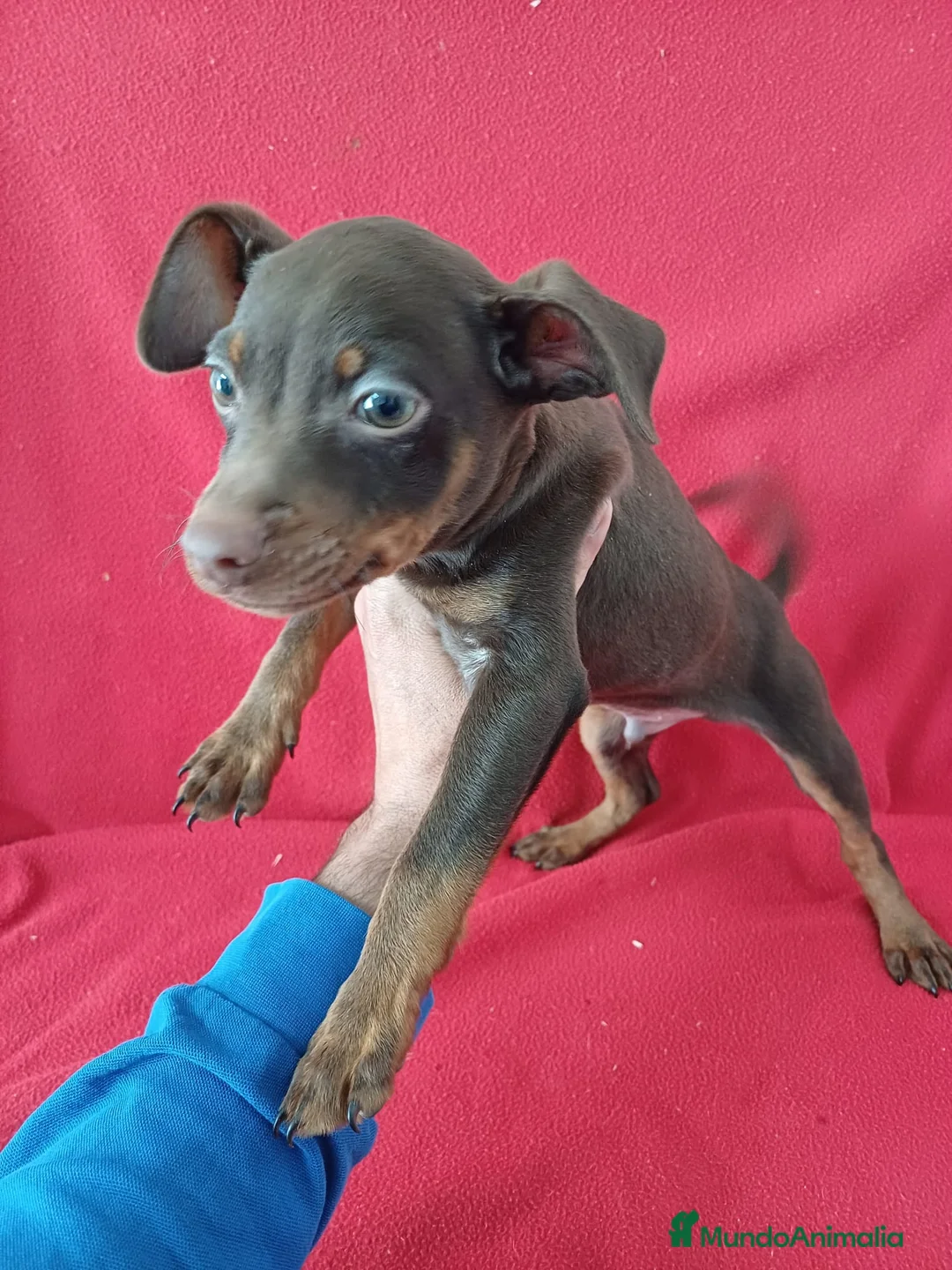 Pinscher Miniatura perros en venta: Pincher Miniatura Chocolate  - Anuncio 2