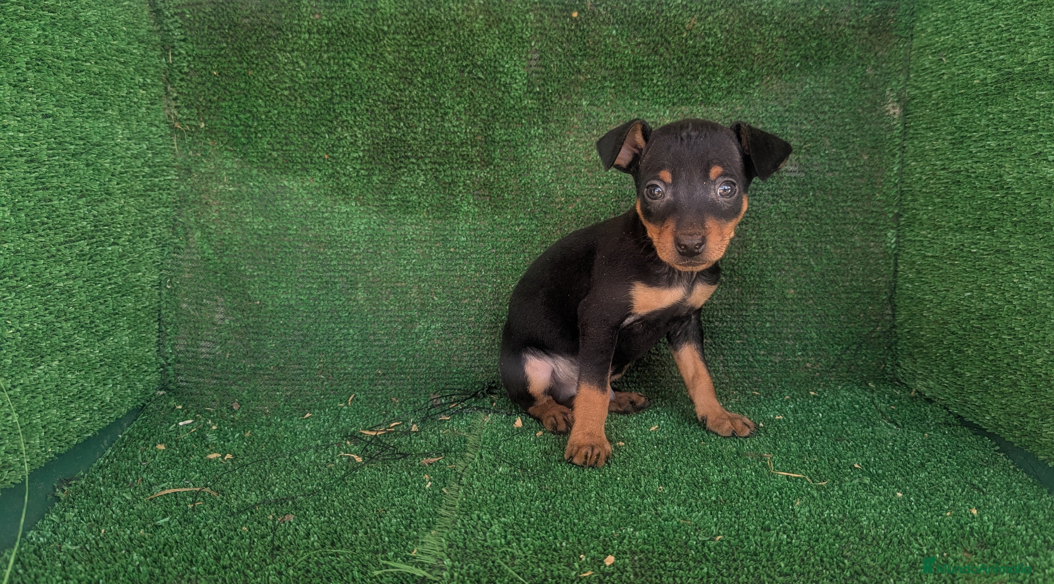Pinscher Miniatura perros Pinscher - Anuncio 17