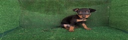 Pinscher Miniatura perros en venta: Se vende camada de mini pinche toy  - Anuncio 1