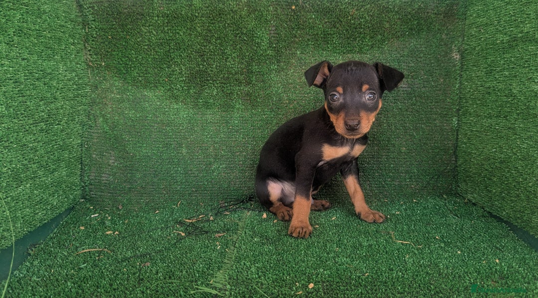 Pinscher Miniatura perros en venta: Se vende camada de mini pinche toy  - Anuncio 1