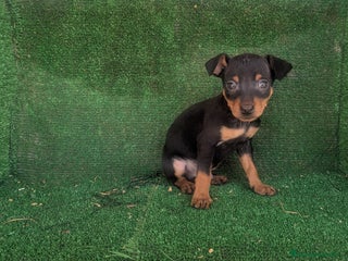 Pinscher Miniatura perros Se vende camada de mini pinche toy - Anuncio 2