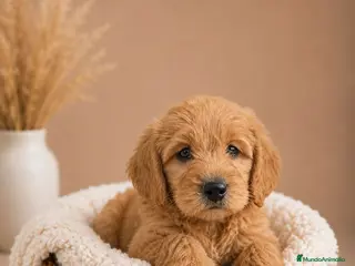 Labradoodle perros LABRADOODLE HEMBRAS - Anuncio 4