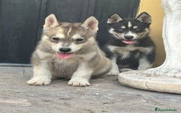 Husky Siberiano perros en venta: Siberian husky camada - Imagen 5