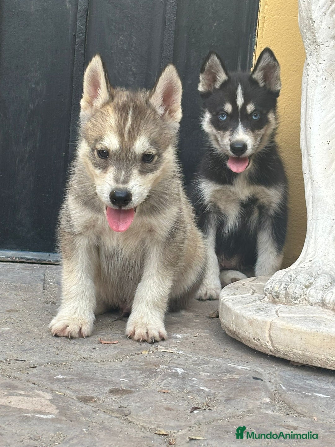 Husky Siberiano perros en venta: Siberian husky camada - Imagen 5