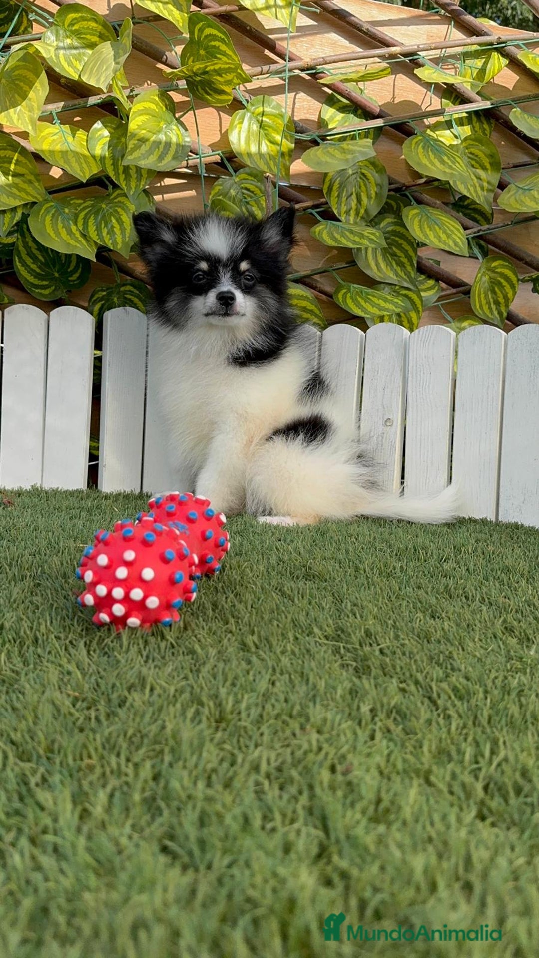 Pomerania perros en venta: POMERANIA HEMBRA - Imagen 10