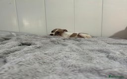 Pequeño Lebrel Italiano perros en venta: Piccolo italiano  - Imagen 16