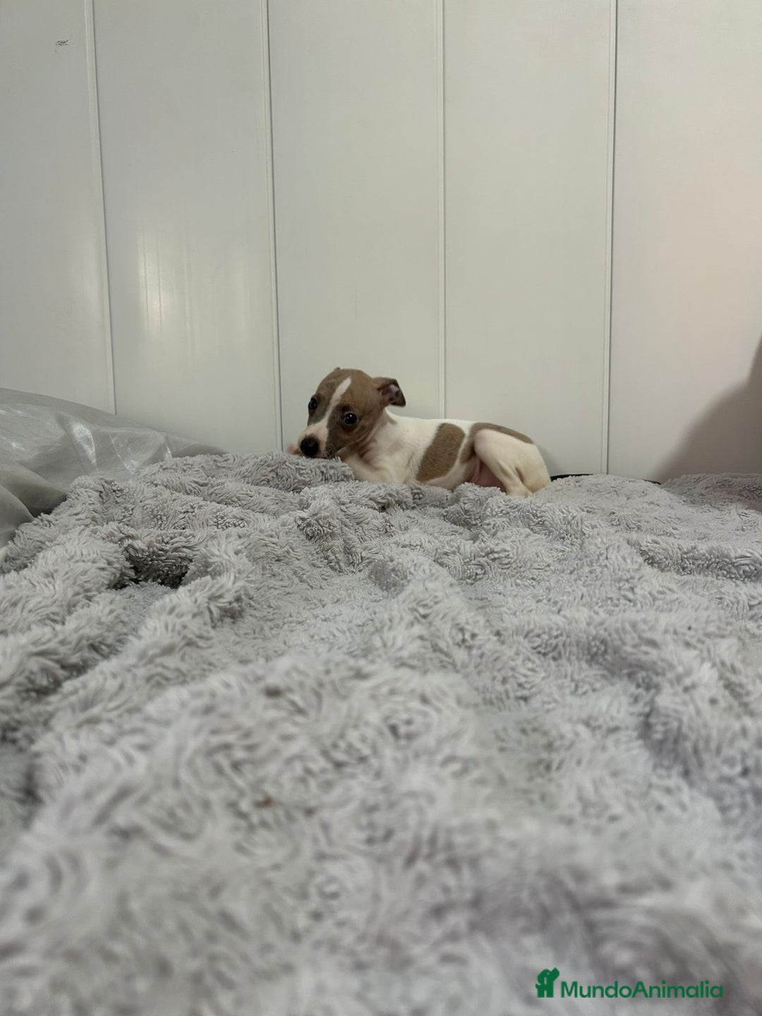 Pequeño Lebrel Italiano perros en venta: Piccolo italiano  - Imagen 16