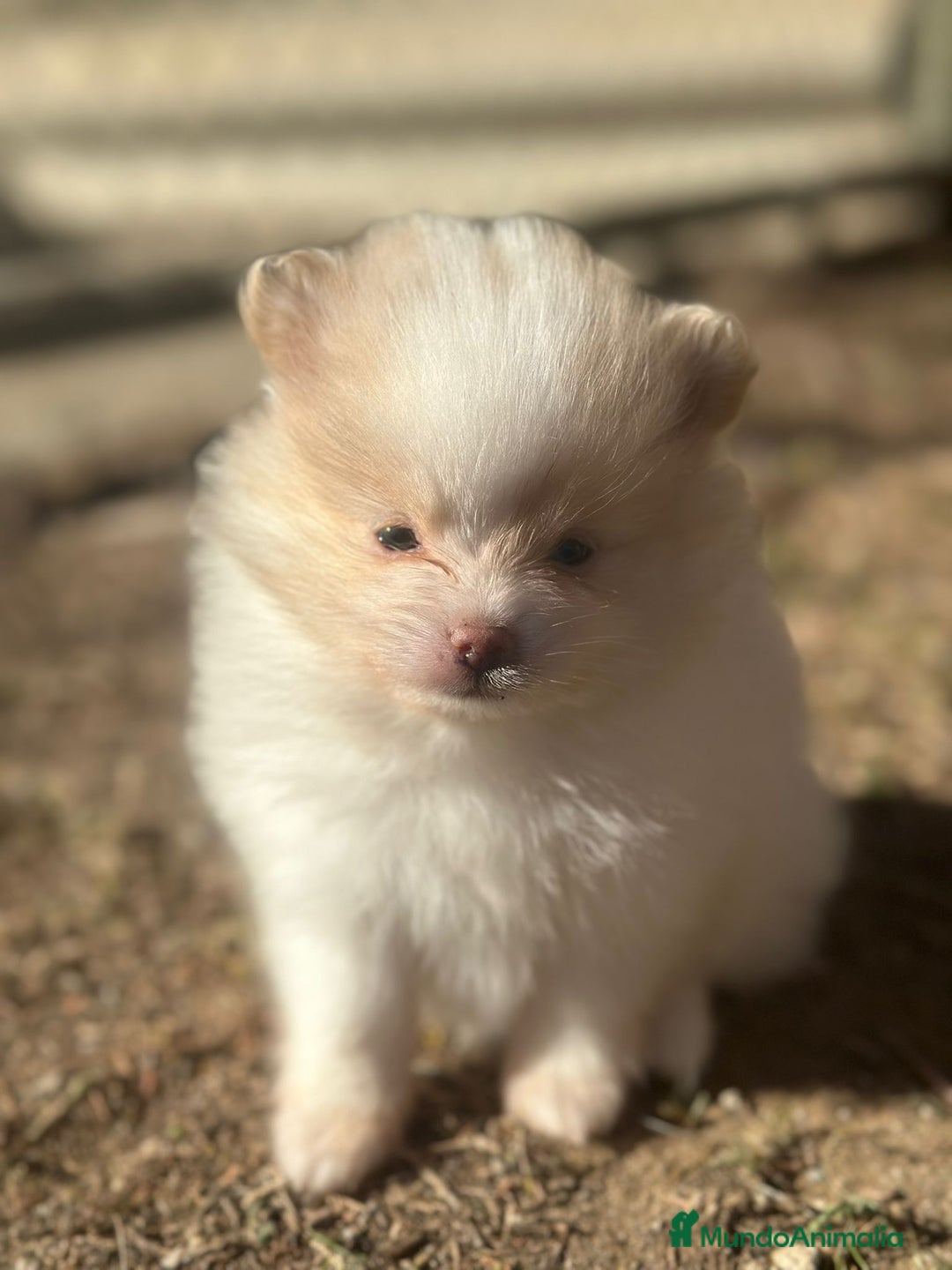 Pomerania perros en venta: Pomerania Minitoy  - Anuncio 3