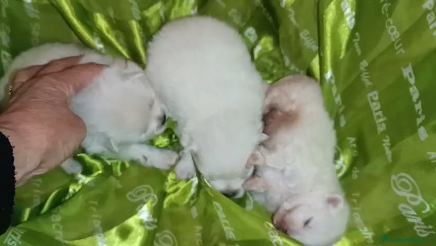 Pomerania perros POMERANIA MACHO Y HEMBRAS - Anuncio 1