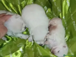 Pomerania perros POMERANIA MACHO Y HEMBRAS - Anuncio 1