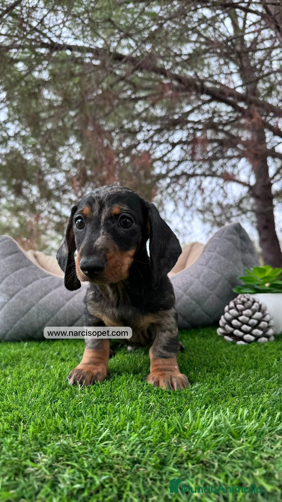 Teckel Miniatura perros en venta: TECKEL MERLE PLATA CON GARANTIAS - Anuncio 1