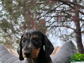 Teckel Miniatura perros TECKEL MERLE PLATA CON GARANTIAS - Anuncio 16