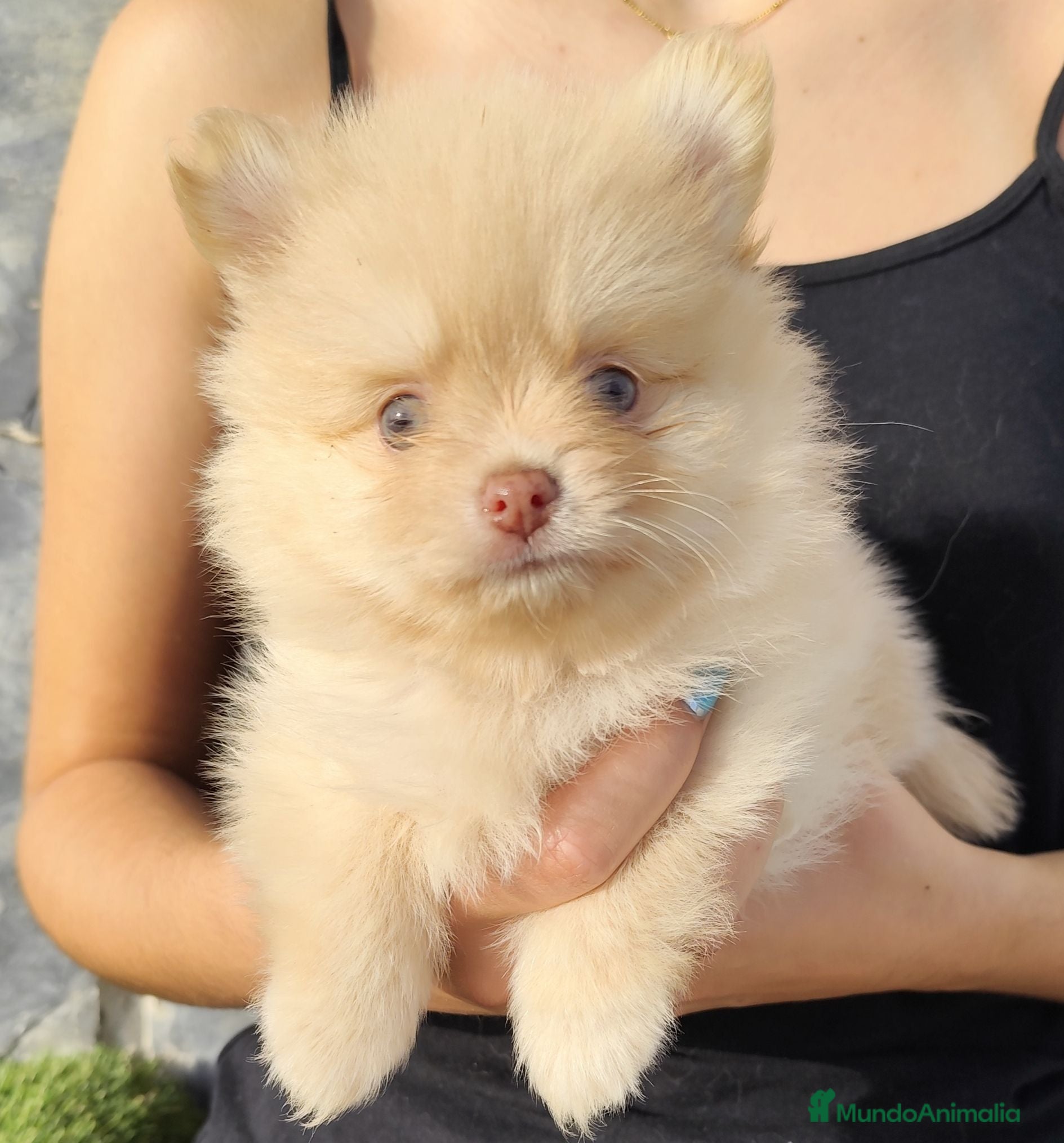 Spitz pequeño - Kleinspitz perros Lulú de Pomerania Hembra  - Anuncio 2