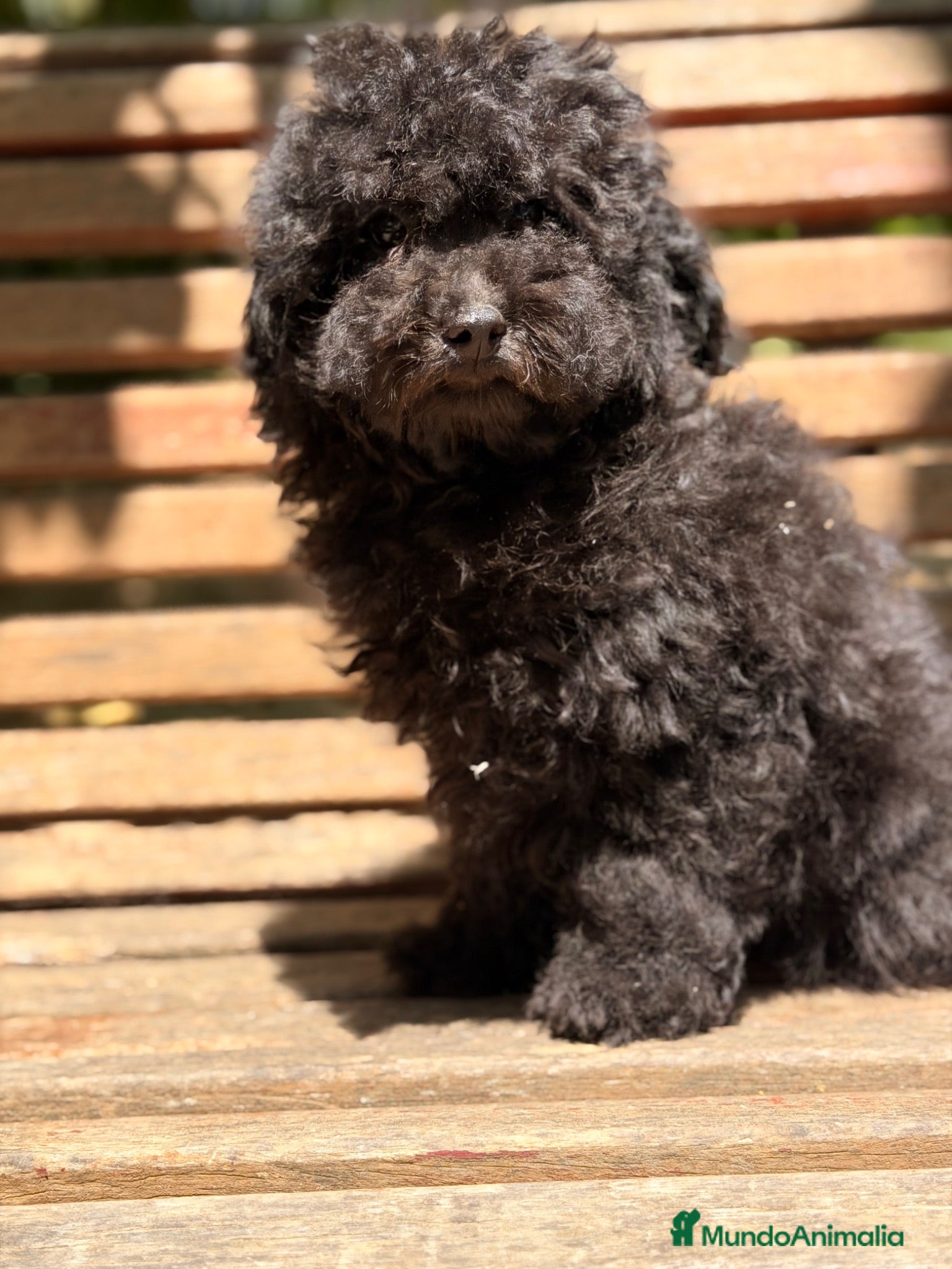 Caniche Enano perros CANICHE ENANO MEGRO AZABACHE DISPONIBLE - Anuncio 1