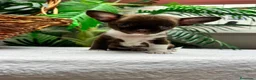 Chihuahua perros en venta: CHIHUAHUA CHOCOLATE - Anuncio 8