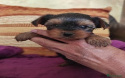 Yorkshire Terrier perros en venta: Cachorritos yorkshire terrier - Imagen 2