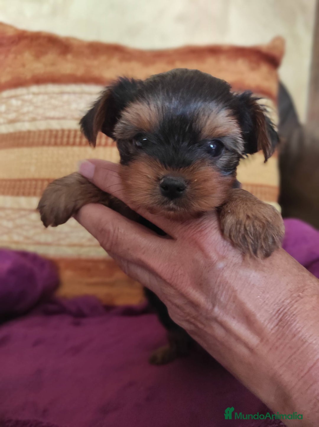 Yorkshire Terrier perros en venta: Cachorritos yorkshire terrier - Imagen 2