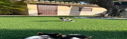 Biewer Yorkshire Terrier a la Pom Pon perros en venta: Yorkshire  - Anuncio 7