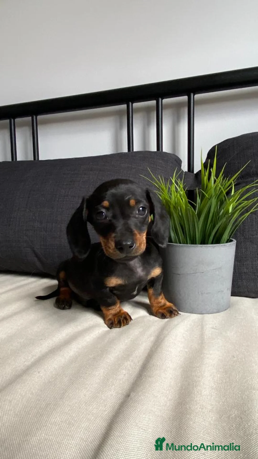 Teckel Miniatura perros en venta: PRECIOSOS TECKEL NEGRO Y FUEGO - Anuncio 4