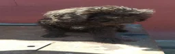 Perro de Agua Español perros en venta: Hembra perro de agua chocolate🐶🐾 en Cádiz - Anuncio 3