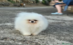 Pomerania perros en venta: Cachorra alta calidad  - Imagen 2