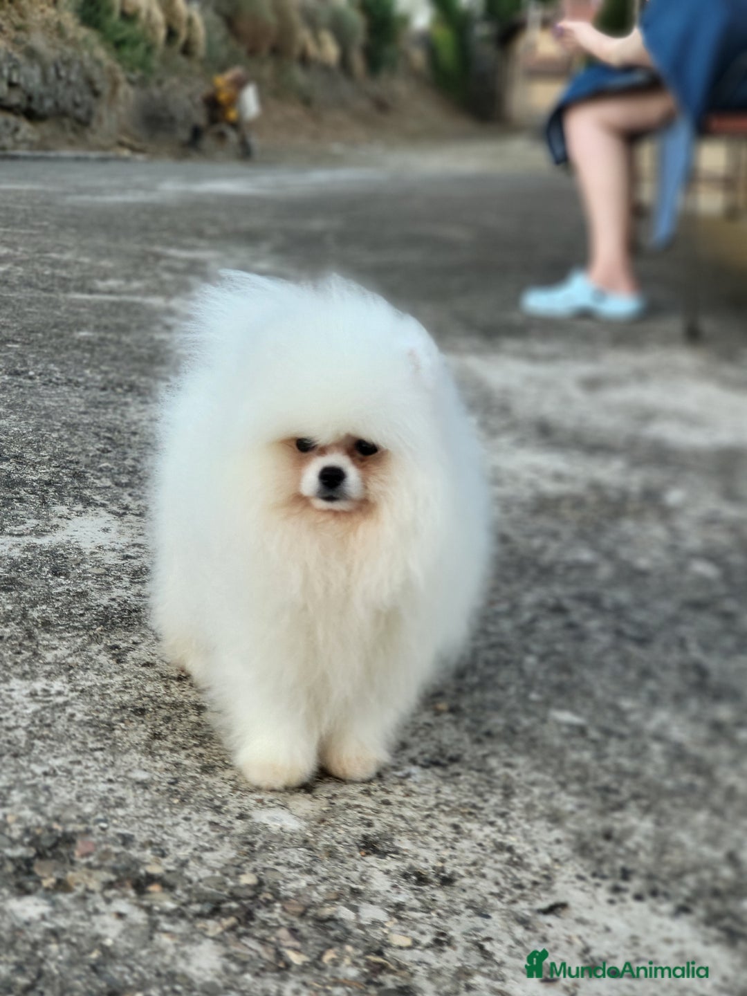 Pomerania perros en venta: Cachorra alta calidad  - Imagen 2