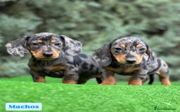 Teckel Miniatura perros en venta: Teckel mini varios colores - Imagen 3