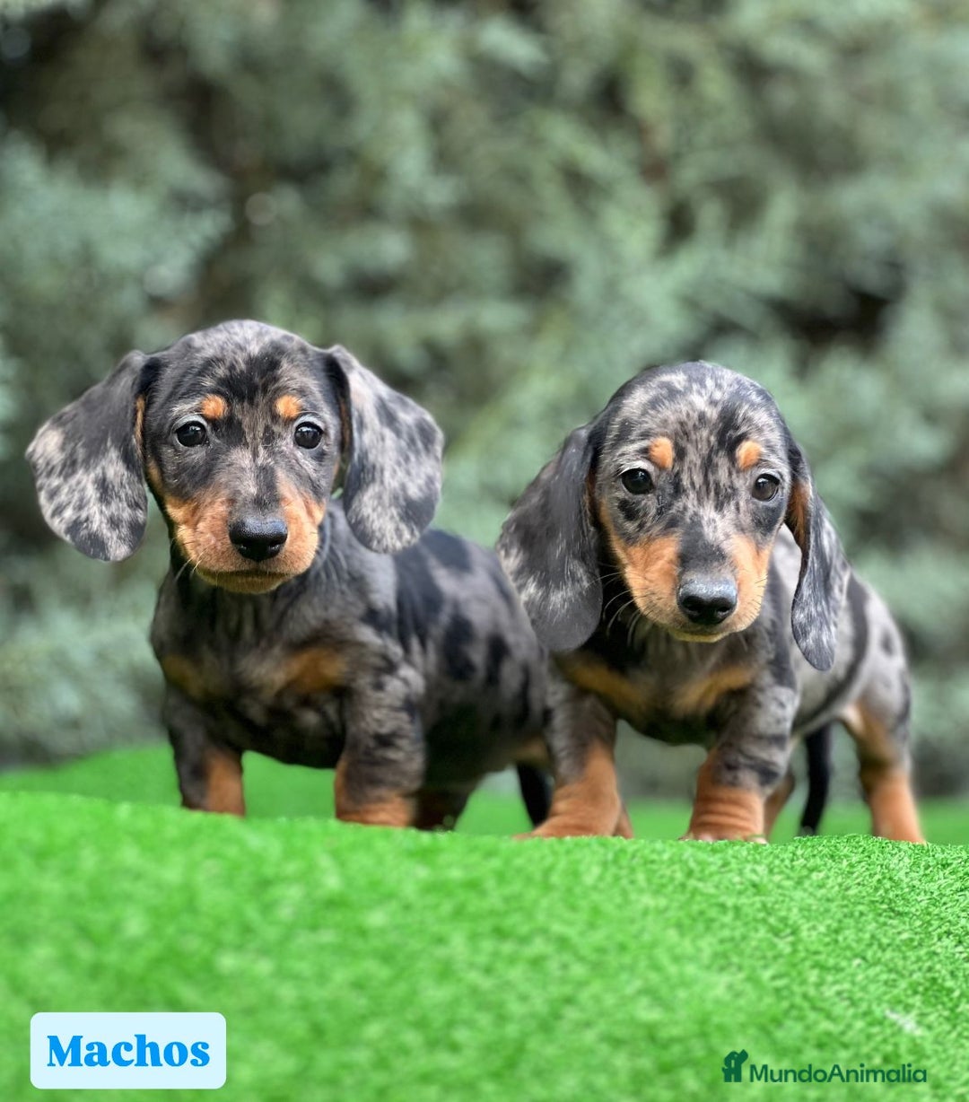 Teckel Miniatura perros en venta: Teckel mini varios colores - Imagen 3