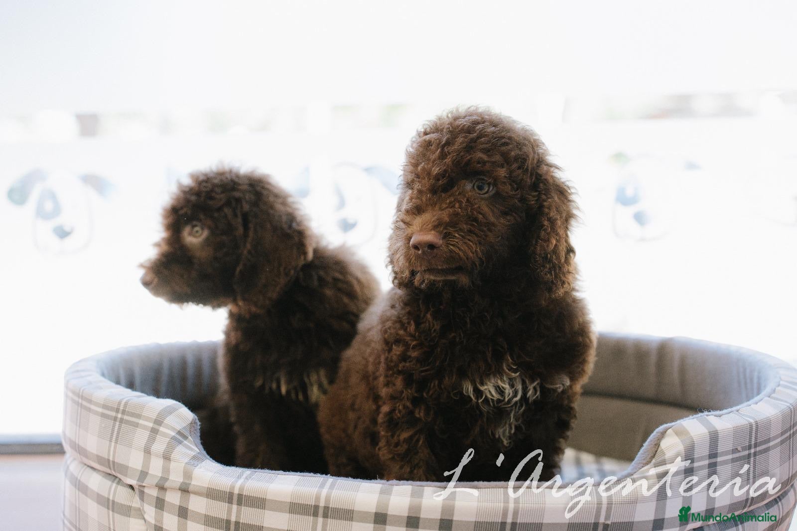Perro de Agua Español perros camada perro de agua  - Anuncio 1