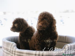 Perro de Agua Español perros camada perro de agua - Anuncio 27