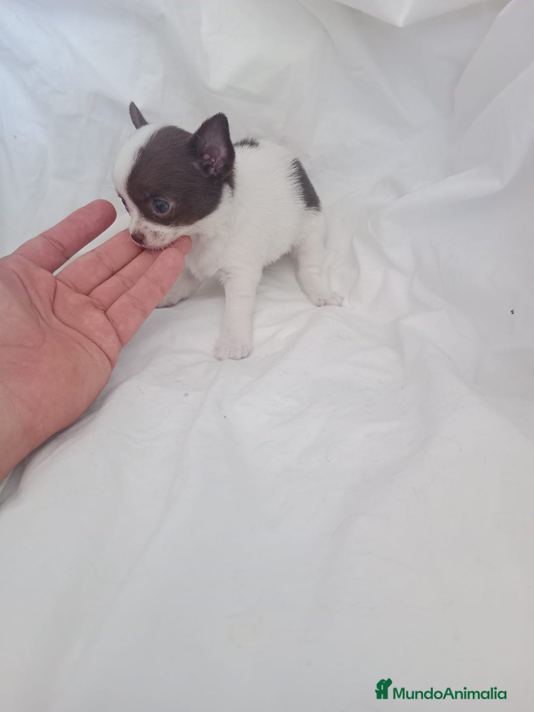 Chihuahua perros en venta: IMPRESIONANTE  CHIHUAHUA   LINEA  TOY  - Anuncio 16