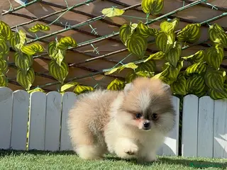 Pomerania perros POMERANIA - Anuncio 1