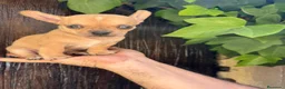 Chihuahua perros en venta: Chihuhua toy  - Anuncio 7