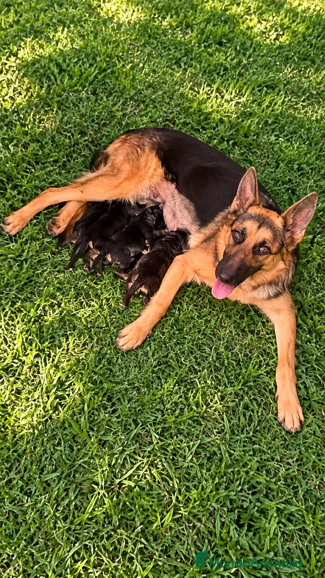 Pastor Alemán perros en venta: PASTOR ALEMAN - Anuncio 3