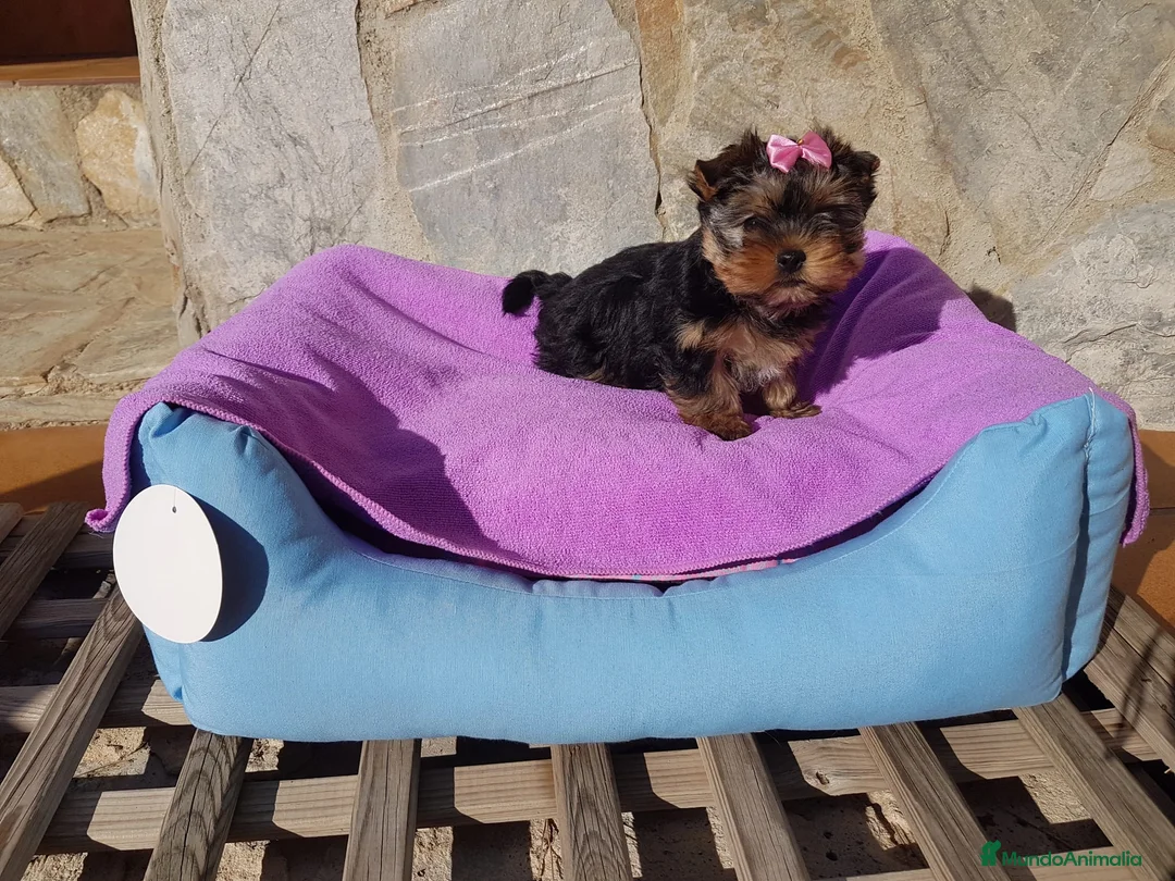 Yorkshire Terrier perros en venta: Yorkshire bebés preciosos  en Barcelona - Anuncio 5