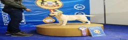 Labrador Retriever perros en venta: Cachorros de labrador retriever  - Anuncio 3