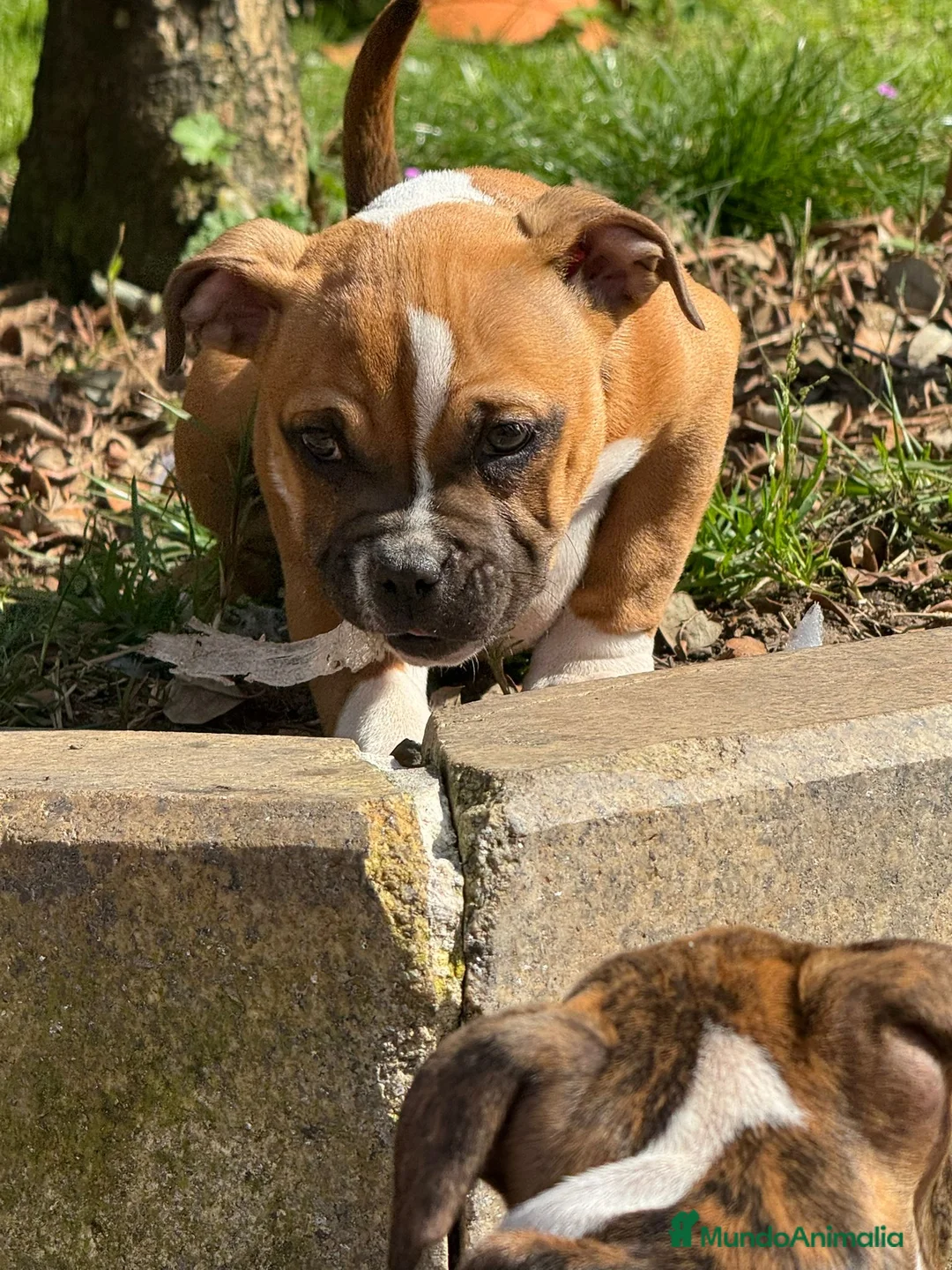 American Bully perros en venta: Cachorro American Bully - Anuncio 4