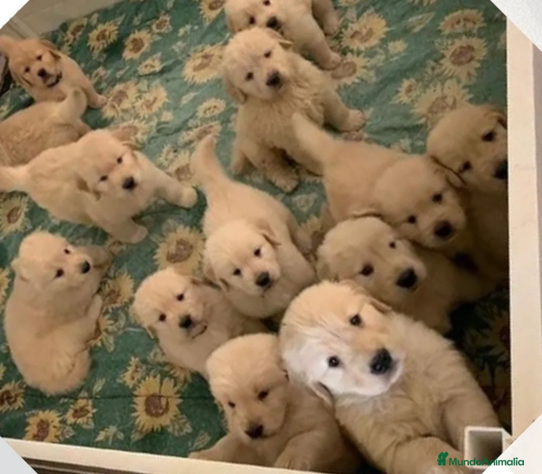 Golden Retriever perros en venta: Espectacular camada de golden retriever  - Anuncio 1