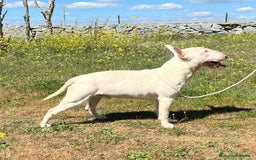 Bull Terrier Miniatura perros en venta: Bullterrier mini hembra excelentes líneas  - Anuncio 11
