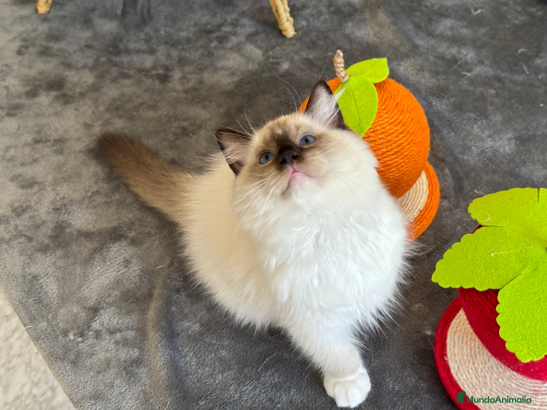 Ragdoll gatos en venta: Camada Ragdoll - Imagen 21