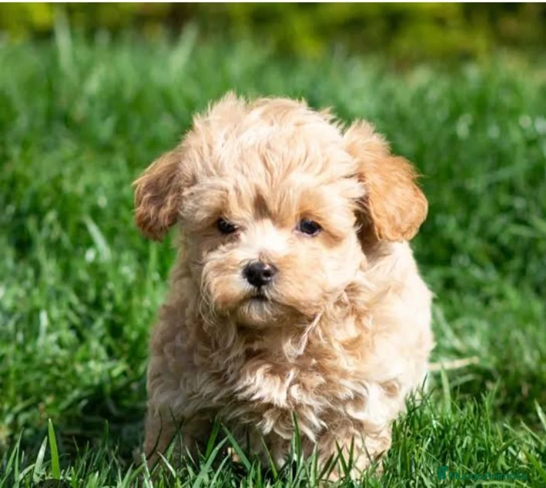 Maltipoo perros en venta: Maltipoo - Anuncio 2