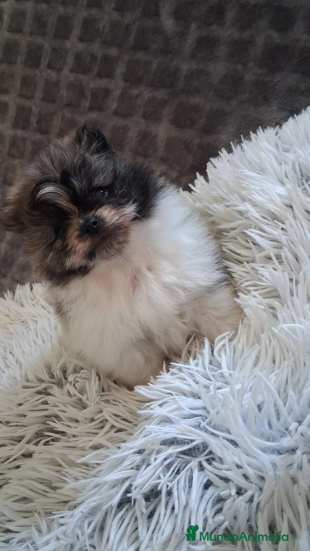 Pomerania perros en venta: Pomerania toy party - Anuncio 5