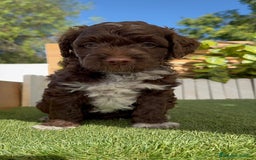 Perro de Agua Español perros en venta: PERRO DE AGUA ESPAÑOL MACHO - Imagen 8