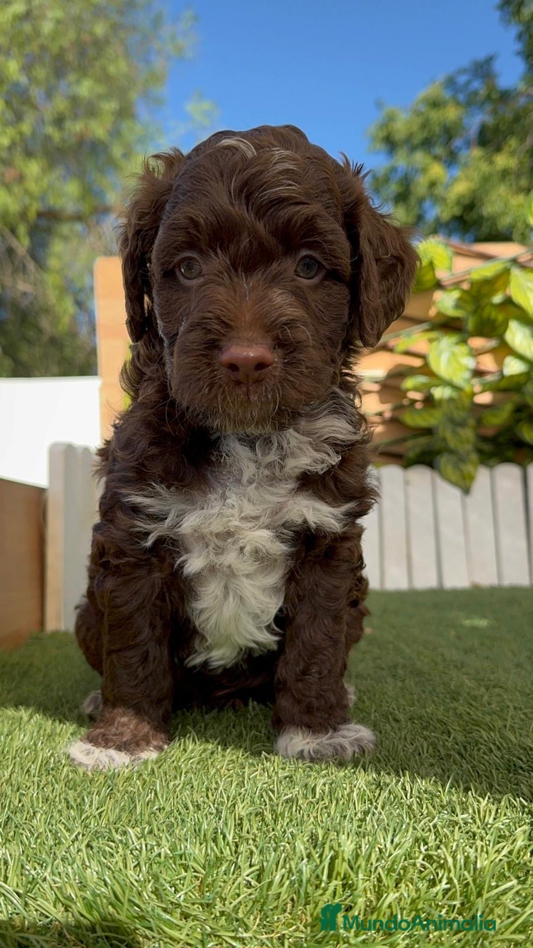 Perro de Agua Español perros en venta: PERRO DE AGUA ESPAÑOL MACHO - Imagen 8