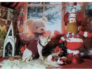 Sphynx gatos Gata egipcia - Anuncio 4