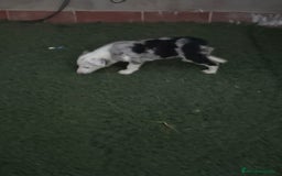 Border Collie perros en venta: BORDER COLLIE  - Imagen 10