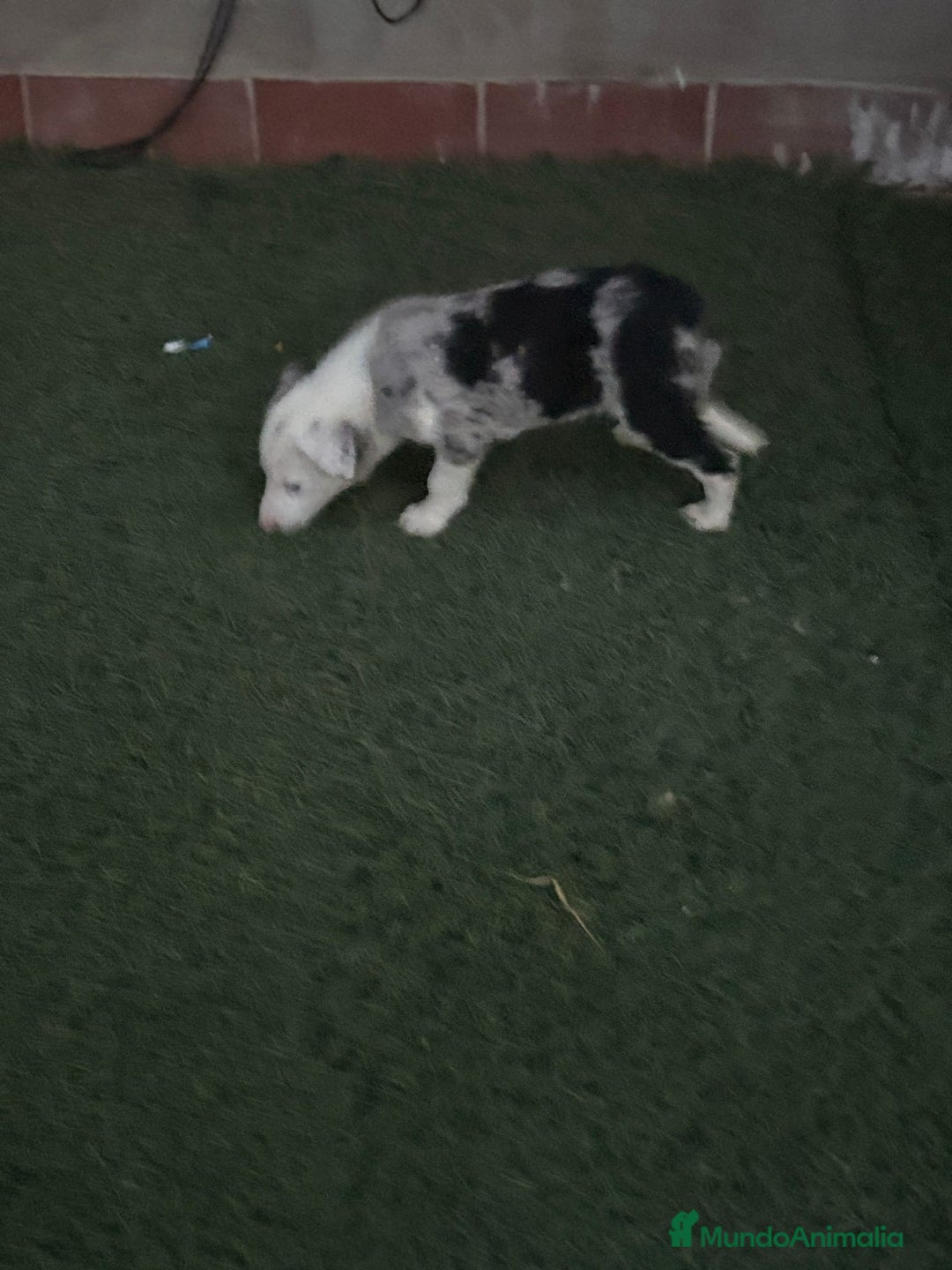 Border Collie perros en venta: BORDER COLLIE  - Imagen 10