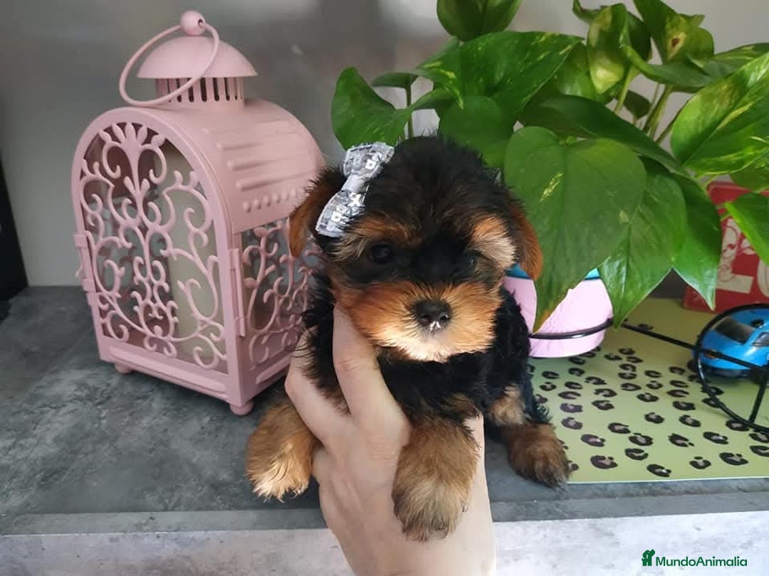 Yorkshire Terrier perros en venta: Camada yorkshire terrier - Anuncio 15